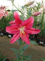 [4337 Rodina VZ No02.JPG]